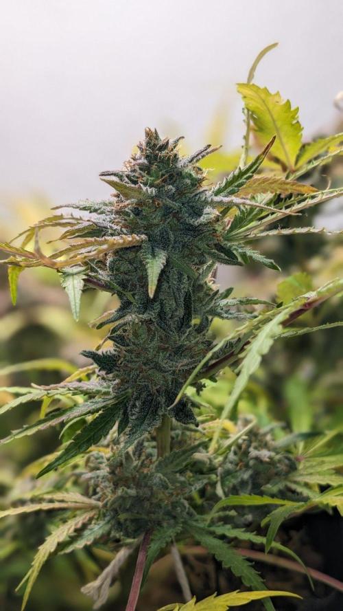Living Soil | Windowsil | BLUE MONSTER. Week 12