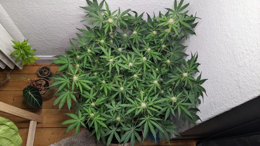 -/-. Week 13