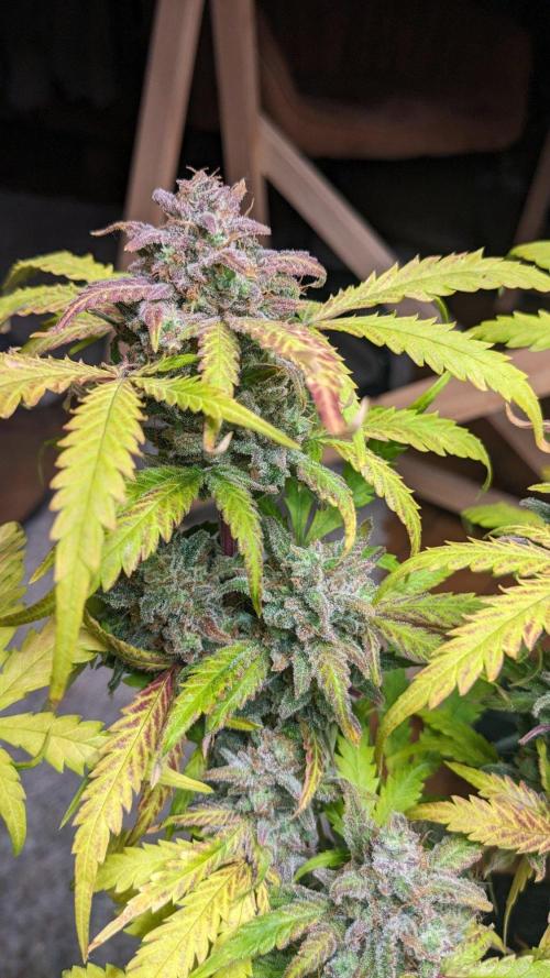 Living Soil | Windowsil | BLUE MONSTER. Week 12