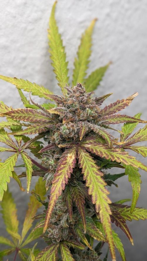 Living Soil | Windowsil | BLUE MONSTER. Week 13