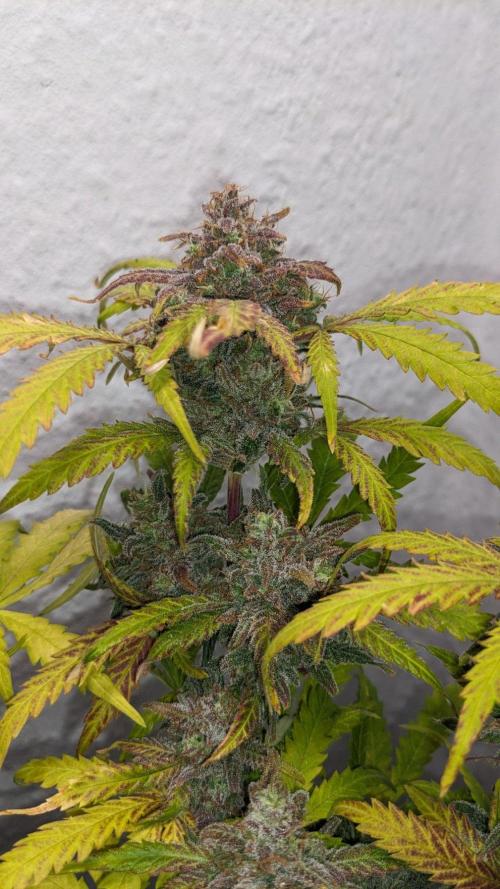 Living Soil | Windowsil | BLUE MONSTER. Week 13