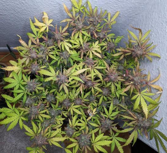 Living Soil | Windowsil | BLUE MONSTER. Week 13