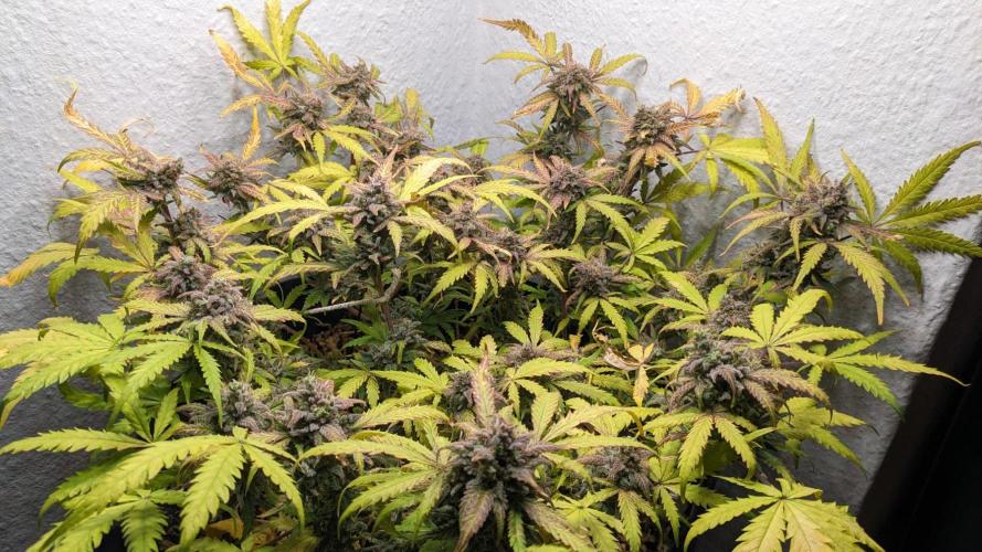 Living Soil | Windowsil | BLUE MONSTER. Week 13