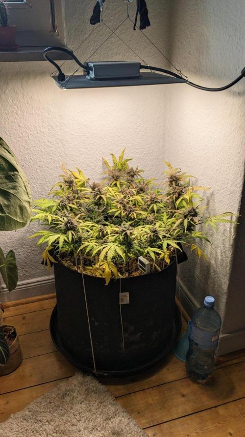 Living Soil | Windowsil | BLUE MONSTER. Week 15