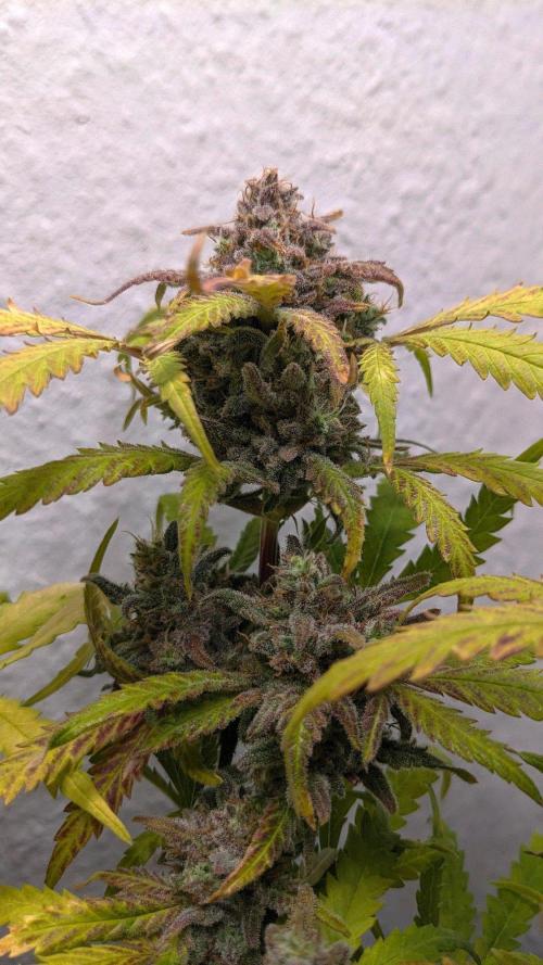 Living Soil | Windowsil | BLUE MONSTER. Week 15