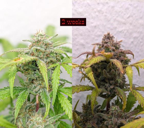 Living Soil | Windowsil | BLUE MONSTER. Week 14