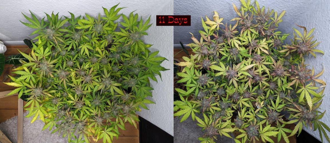 Living Soil | Windowsil | BLUE MONSTER. Week 14