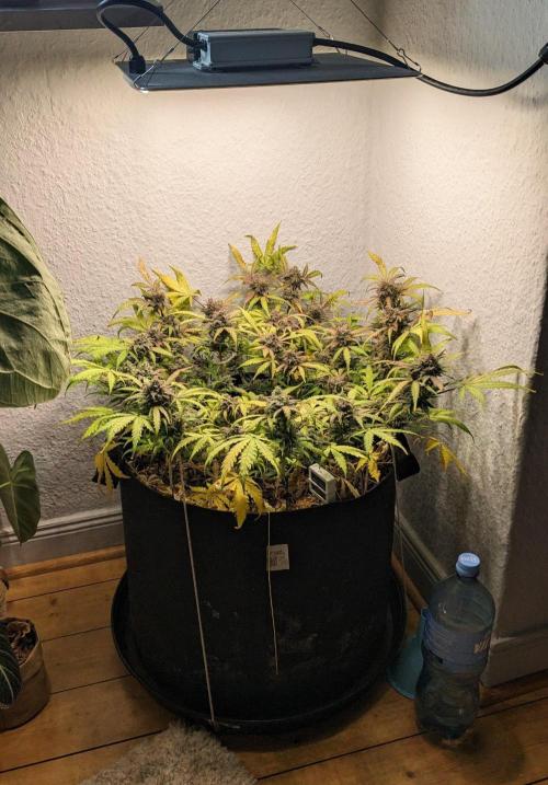 Living Soil | Windowsil | BLUE MONSTER. Week 15