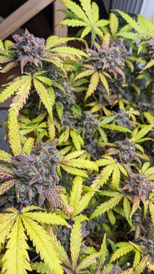 Living Soil | Windowsil | BLUE MONSTER. Week 14