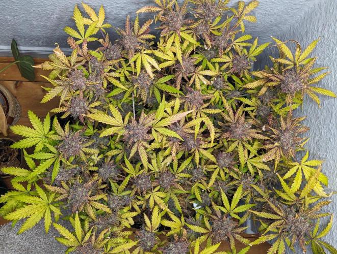 Living Soil | Windowsil | BLUE MONSTER. Week 15