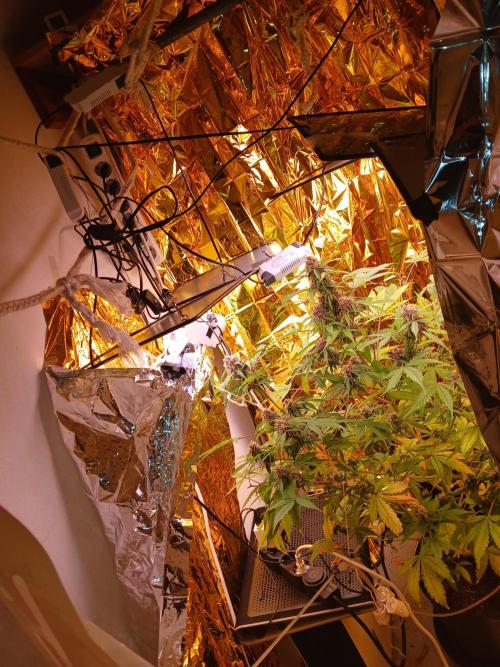 My 2nd diary about 1 free seed. Week 12