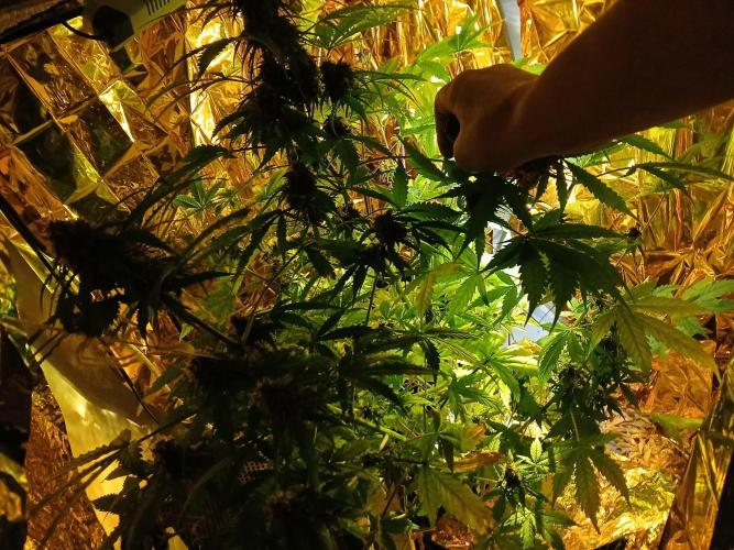 My 2nd diary about 1 free seed. Week 12