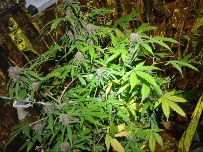 My 2nd diary about 1 free seed. Week 12