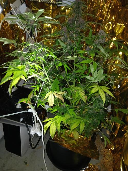 My 2nd diary about 1 free seed. Week 12 - There may be 2 missing branches to right but there is 7, she probably knew that.