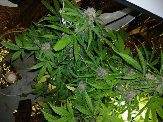 My 2nd diary about 1 free seed. Week 12