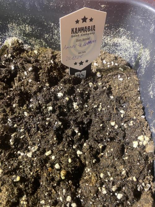 Kannabia SeedTest. Week 0 - Amnesi- K Lemon

Rausgeschaut am 
24.12.25