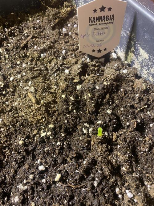 Kannabia SeedTest. Week 0 - Apple Fritter

Rausgeschaut am 23.12.25