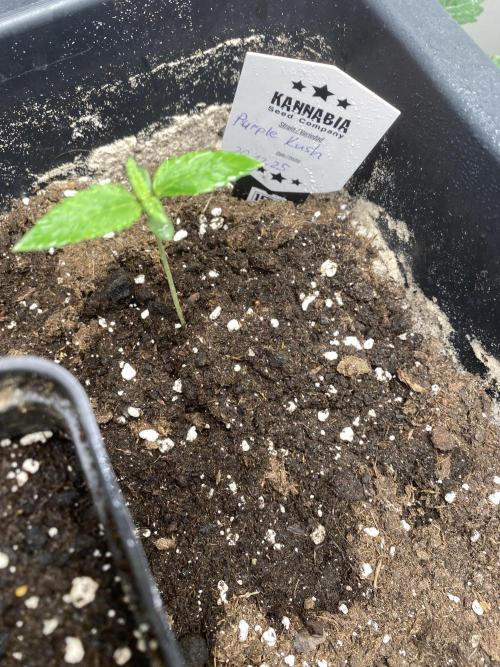 Kannabia SeedTest. Week 1 - Purple Kush 1 Week