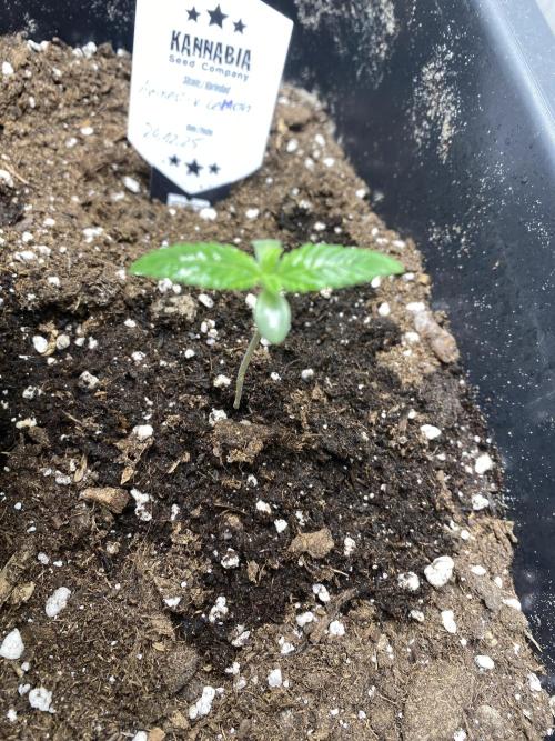 Kannabia SeedTest. Week 1 - Amnesi-K Lemon 
1 Week 