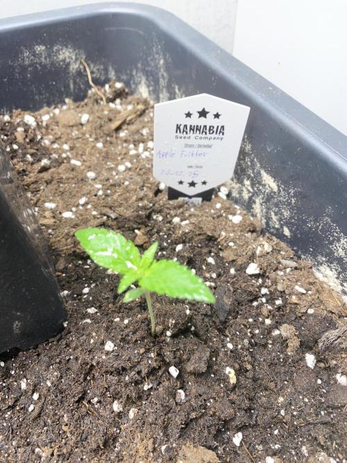 Kannabia SeedTest. Week 1 - Apple Fritter 
1Week