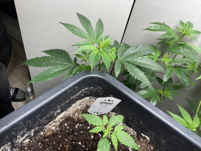 Kannabia SeedTest. Week 2 - Day 14
