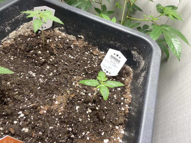Kannabia SeedTest. Week 2 - Day 14