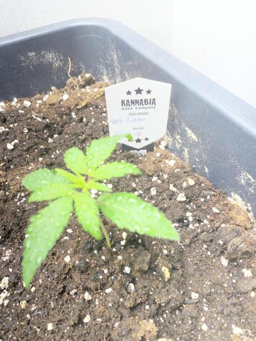 Kannabia SeedTest. Week 2 - Day 14