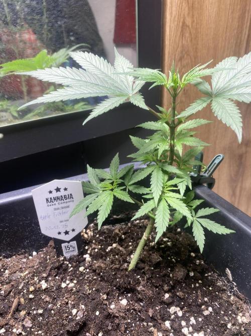 Kannabia SeedTest. Week 3 - Biobizz Grow 
Biobizz algamic
Biobizz activator .

Entlaubt & LST.
