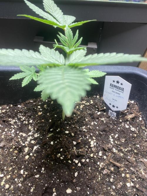 Kannabia SeedTest. Week 3 - Biobizz Grow 
Biobizz algamic
Biobizz activator .

Entlaubt & LST.