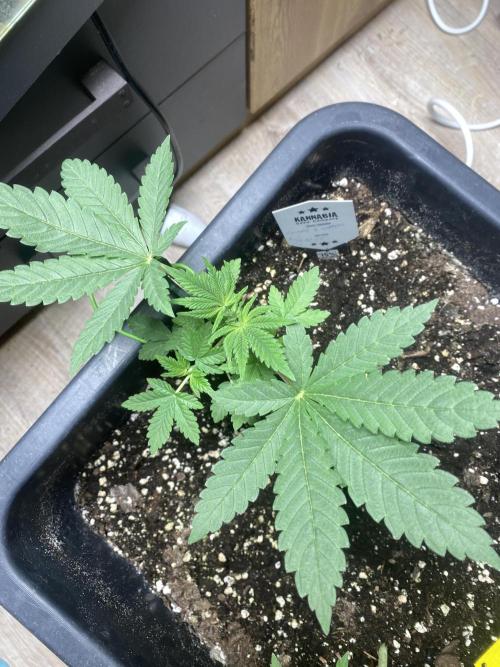 Kannabia SeedTest. Week 3 - Biobizz Grow 
Biobizz algamic
Biobizz activator .

Entlaubt & LST.