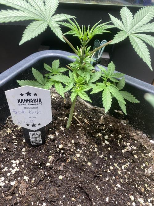 Kannabia SeedTest. Week 3