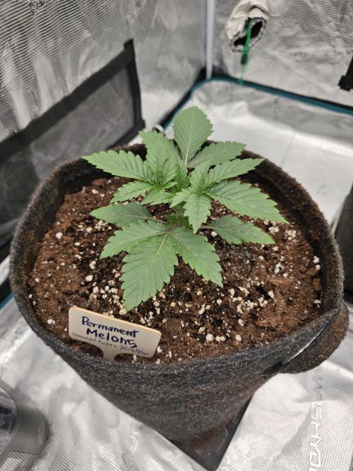 Permanent Melons/Yellow Fresca. Week 2