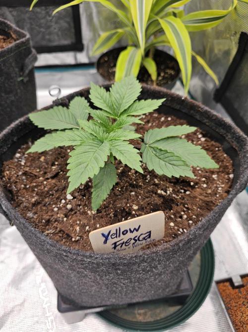 Permanent Melons/Yellow Fresca. Week 2