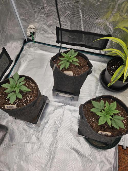 Permanent Melons/Yellow Fresca. Week 2