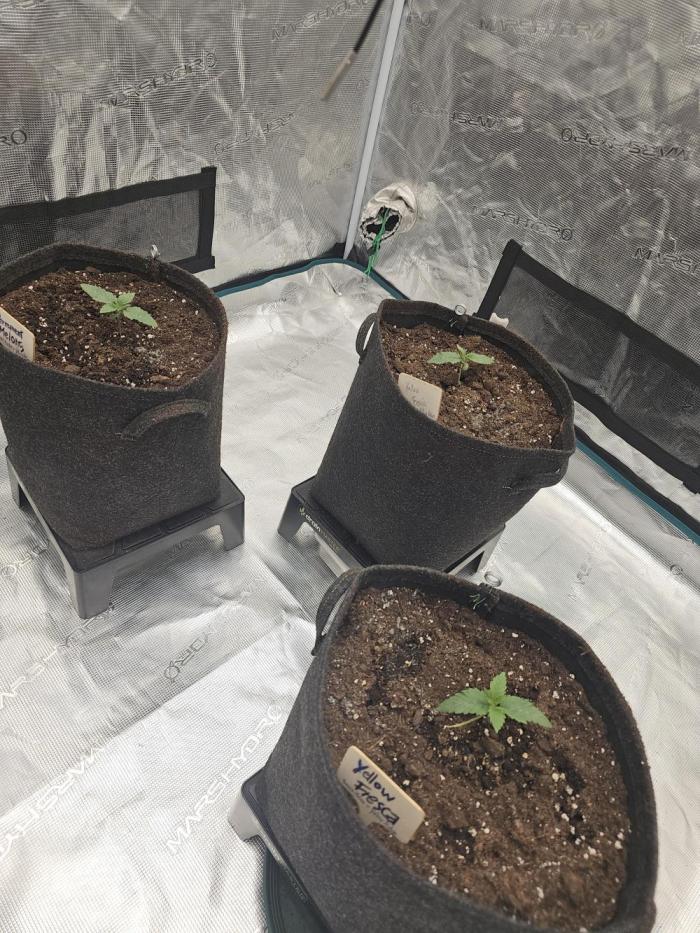 Permanent Melons/Yellow Fresca. Week 1