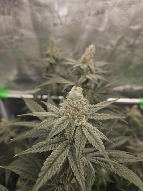 Permanent Melons/Yellow Fresca. Week 13 - Yellow Fresca