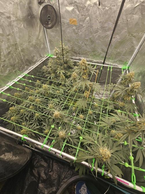 Permanent Melons/Yellow Fresca. Week 13