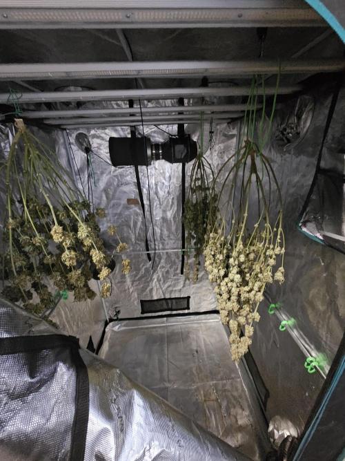Permanent Melons/Yellow Fresca. Week 14