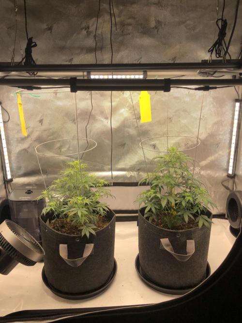 Beginner Grower. Week 1 - First grow and wondering if my plants are healthy….trying to keep girls happy 
