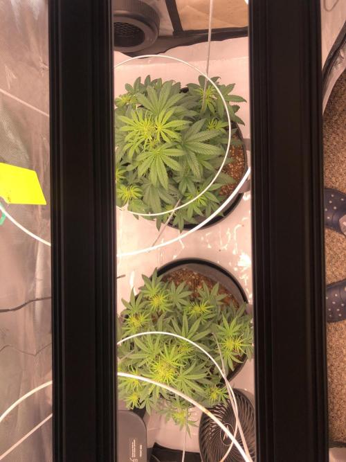 Beginner Grower. Week 1