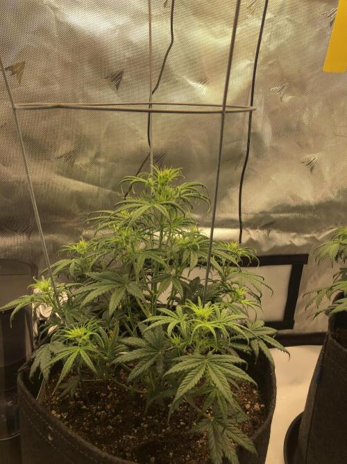 Beginner Grower. Week 1