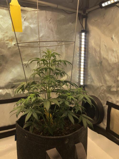 Beginner Grower. Week 1