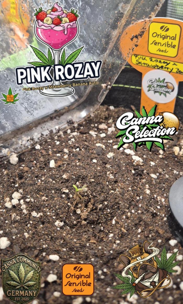 CannaSelection + Originalsensibleseeds. Week 0 - Mit CannaSelection EM MicroBio+