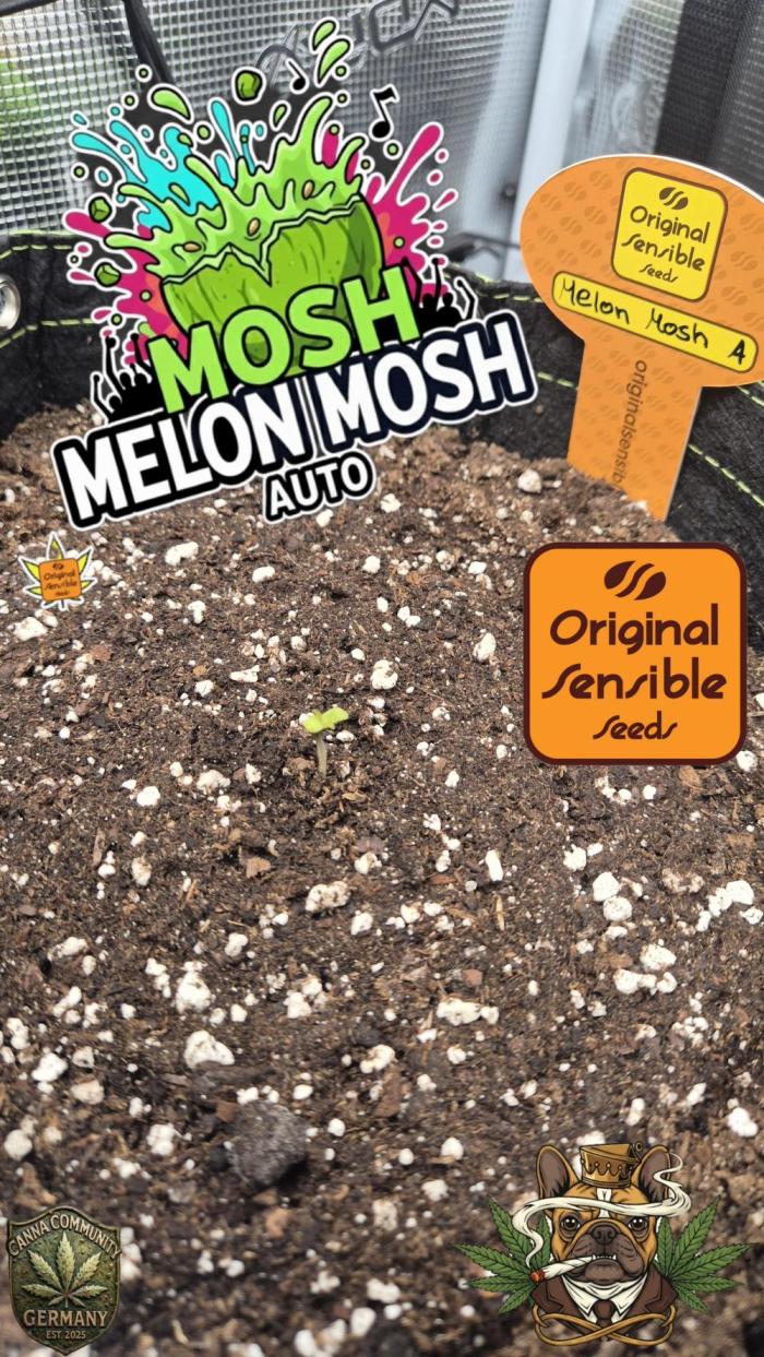 CannaSelection +Originalsensibleseeds. Week 0 - Ohne CannaSelection EM MicroBio+