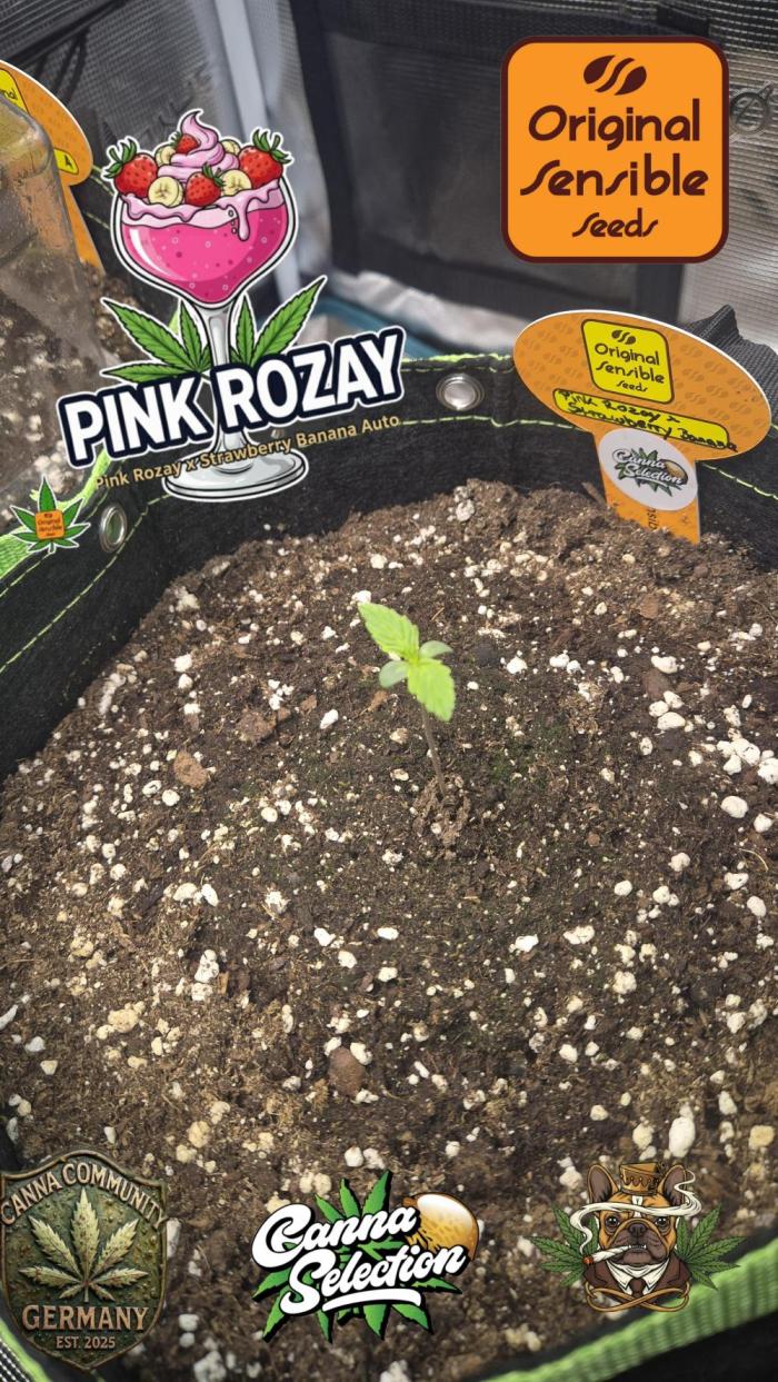 CannaSelection + Originalsensibleseeds. Week 1 - 5 Tage nach der Keimung !