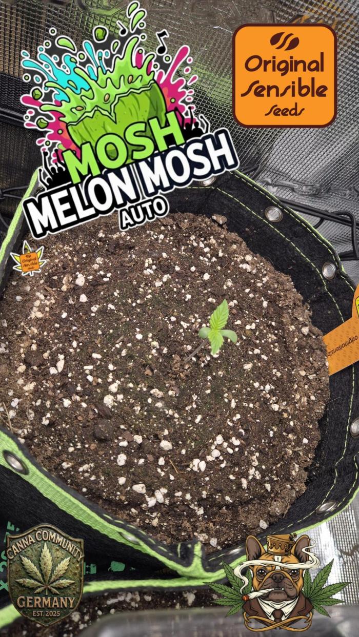 CannaSelection +Originalsensibleseeds. Week 1 - 6 Tage nach der Keimung !