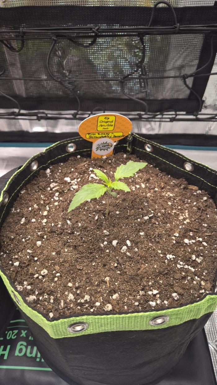 CannaSelection + Originalsensibleseeds. Week 2 - TAG 11 NACH KEIMUNG 