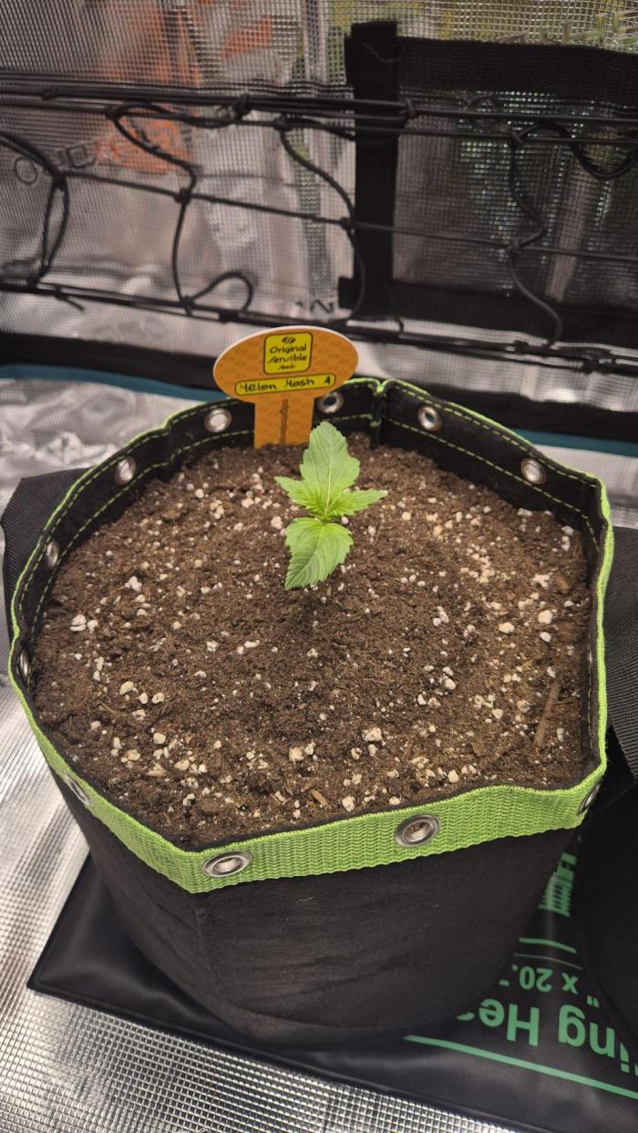 CannaSelection +Originalsensibleseeds. Week 2 - Tag 10 nach Keimung !