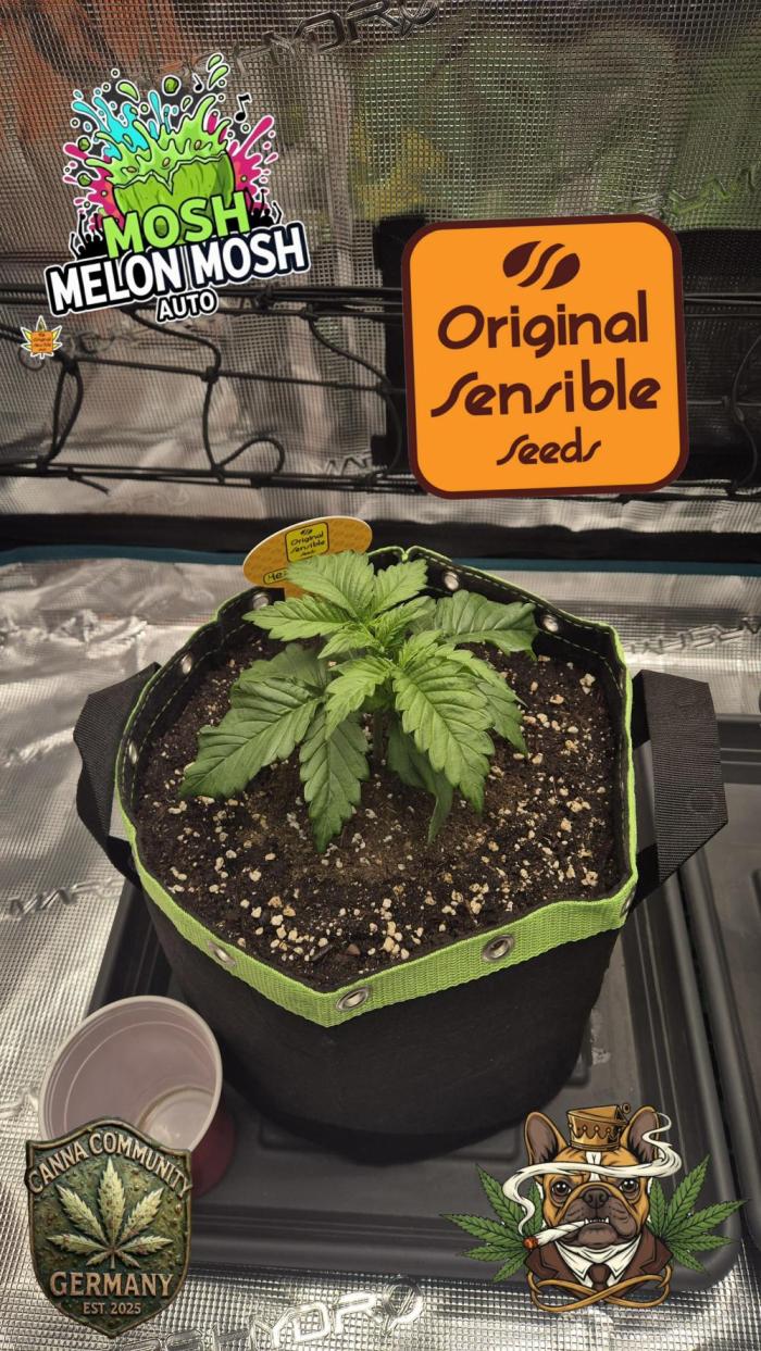 CannaSelection +Originalsensibleseeds. Week 3 - Tag 17 nach Keimung ! 