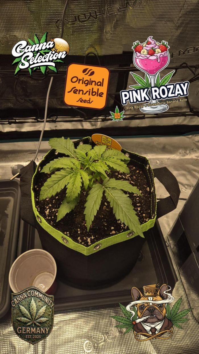 CannaSelection + Originalsensibleseeds. Week 3 - Tag 18 nach Keimung !